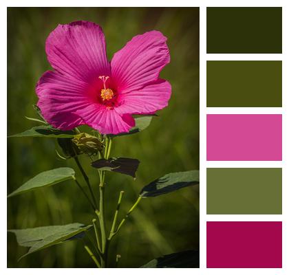 Pink Flower Swamp Hibiscus Image